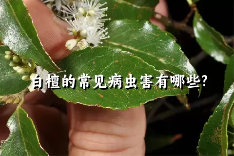 白檀的常见病虫害有哪些?