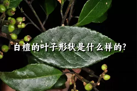 白檀的叶子形状是什么样的?