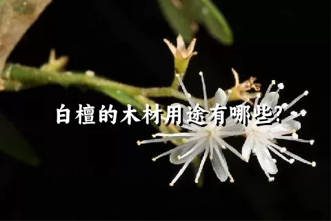 白檀的木材用途有哪些?