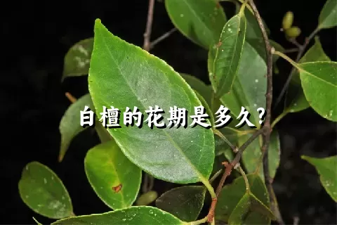 白檀的花期是多久?