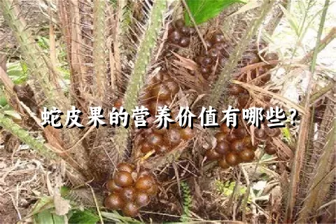 蛇皮果的营养价值有哪些？