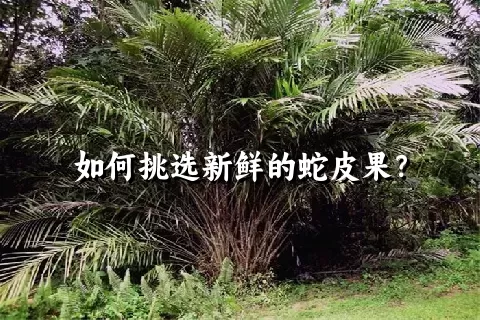 如何挑选新鲜的蛇皮果？