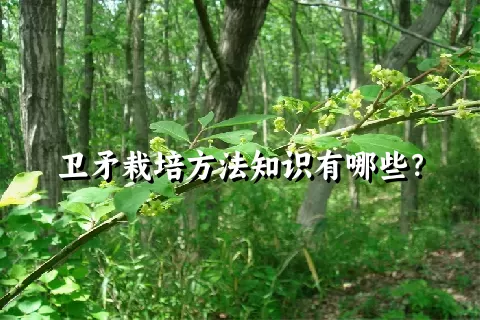 卫矛栽培方法知识有哪些？