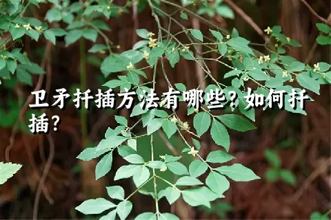 卫矛扦插方法有哪些？如何扦插？
