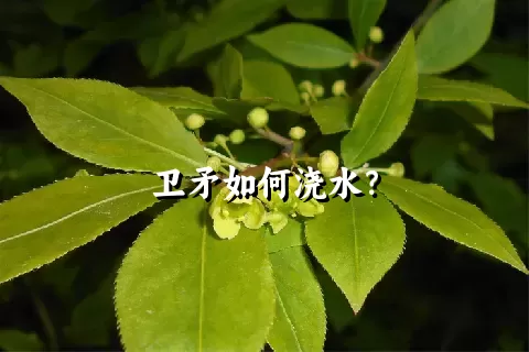 卫矛如何浇水？
