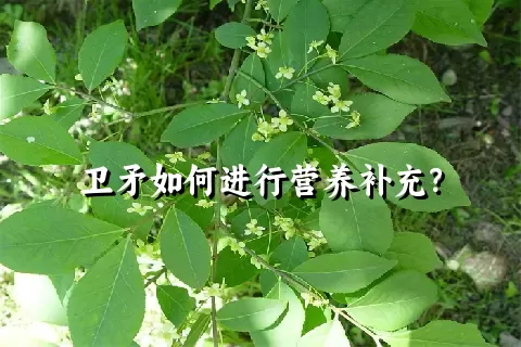 卫矛如何进行营养补充？