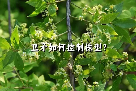卫矛如何控制株型？