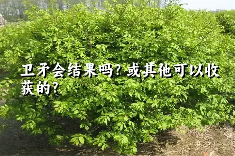 卫矛会结果吗？或其他可以收获的？