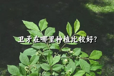 卫矛在哪里种植比较好？