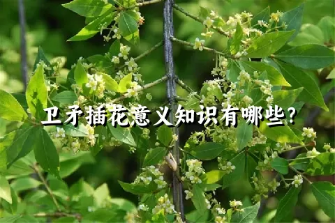 卫矛插花意义知识有哪些？