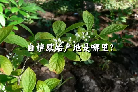 白檀原始产地是哪里？