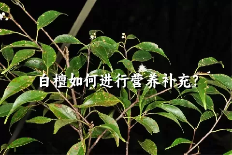 白檀如何进行营养补充？