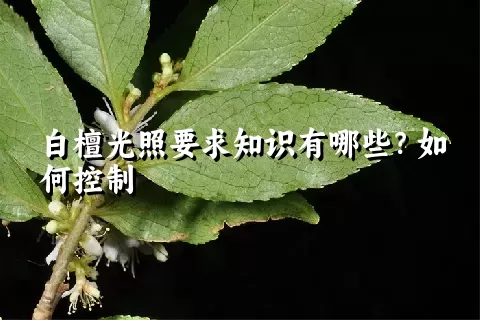 白檀光照要求知识有哪些？如何控制