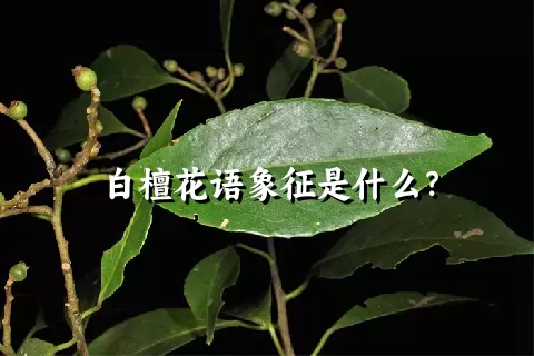 白檀花语象征是什么？