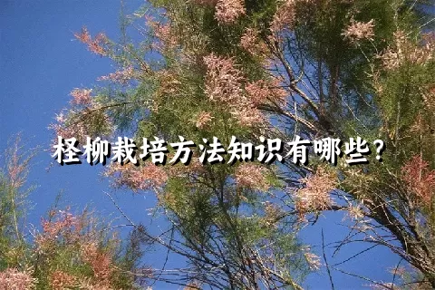 柽柳栽培方法知识有哪些？