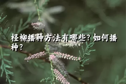 柽柳播种方法有哪些？如何播种？