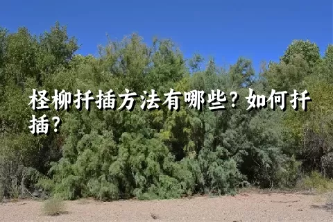 柽柳扦插方法有哪些？如何扦插？