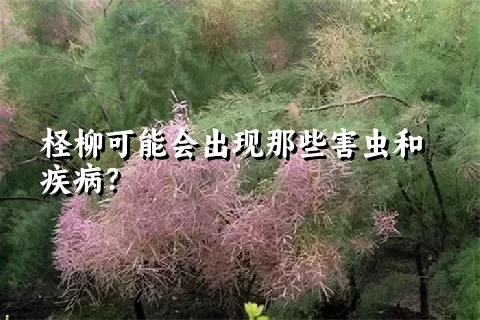 柽柳可能会出现那些害虫和疾病？