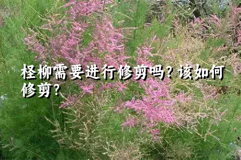 柽柳需要进行修剪吗？该如何修剪？