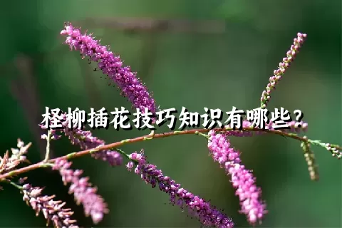 柽柳插花技巧知识有哪些？