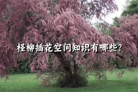柽柳插花空间知识有哪些？
