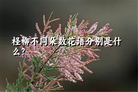 柽柳不同朵数花语分别是什么？