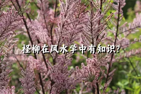 柽柳在风水学中有知识？