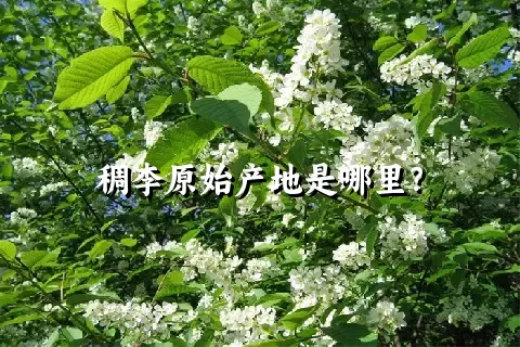 稠李原始产地是哪里？