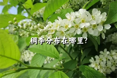 稠李分布在哪里?