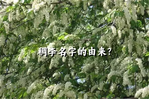 稠李名字的由来？