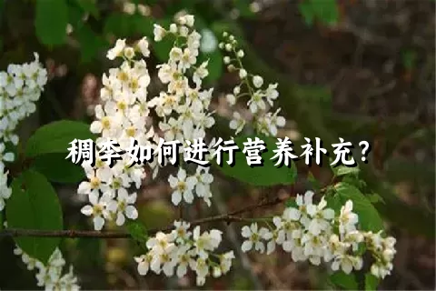 稠李如何进行营养补充？