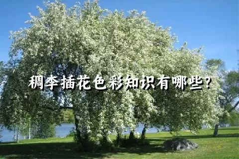 稠李插花色彩知识有哪些？