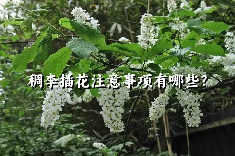 稠李插花注意事项有哪些？
