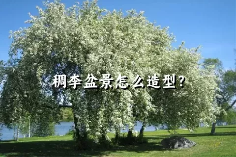 稠李盆景怎么造型？