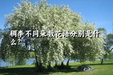 稠李不同朵数花语分别是什么？