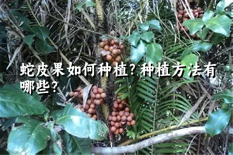 蛇皮果如何种植？种植方法有哪些？