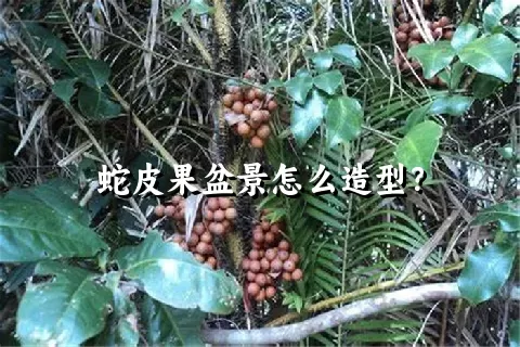 蛇皮果盆景怎么造型？