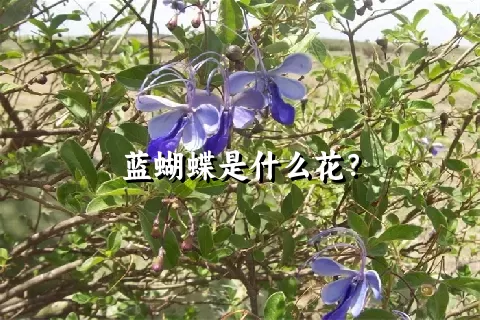 蓝蝴蝶是什么花？