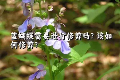 蓝蝴蝶需要进行修剪吗？该如何修剪？