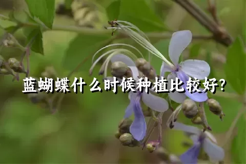 蓝蝴蝶什么时候种植比较好？