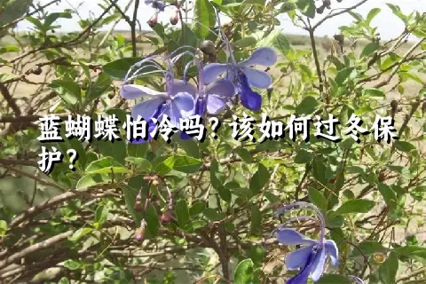 蓝蝴蝶怕冷吗？该如何过冬保护？