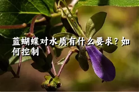 蓝蝴蝶对水质有什么要求？如何控制