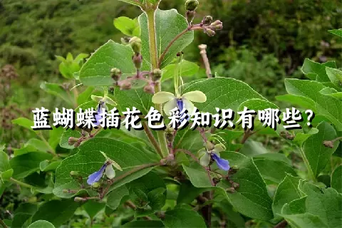 蓝蝴蝶插花色彩知识有哪些？