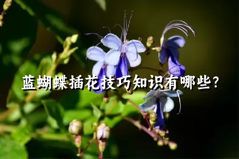 蓝蝴蝶插花技巧知识有哪些？