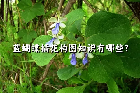 蓝蝴蝶插花构图知识有哪些？