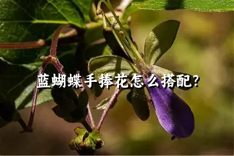 蓝蝴蝶手捧花怎么搭配？