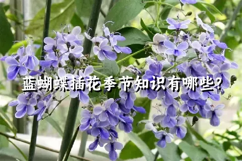 蓝蝴蝶插花季节知识有哪些？