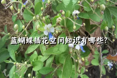 蓝蝴蝶插花空间知识有哪些？