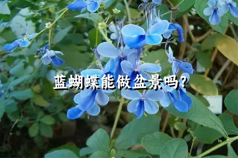 蓝蝴蝶能做盆景吗？