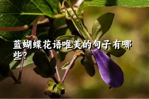 蓝蝴蝶花语唯美的句子有哪些？